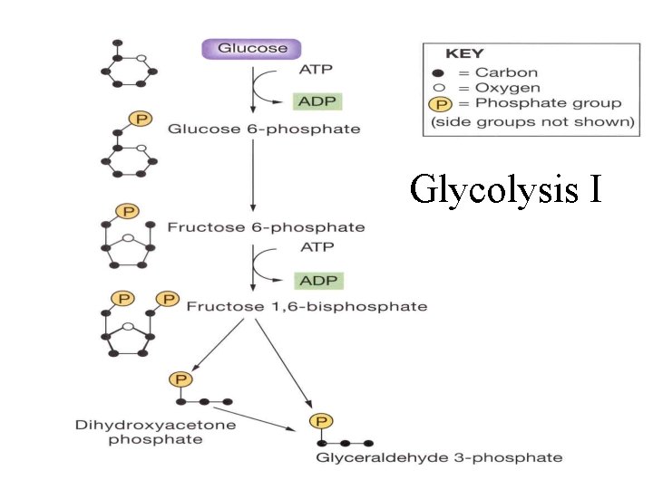 Glycolysis I 