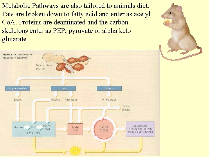 Metabolic Pathways are also tailored to animals diet. Fats are broken down to fatty