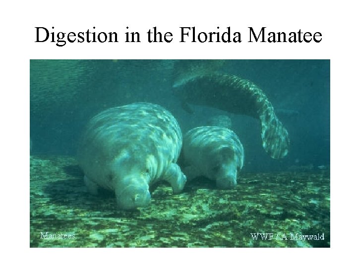Digestion in the Florida Manatee 