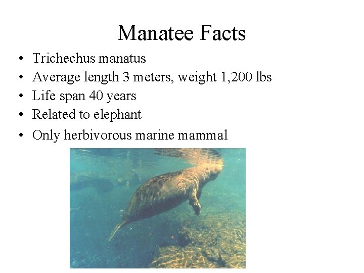Manatee Facts • • • Trichechus manatus Average length 3 meters, weight 1, 200