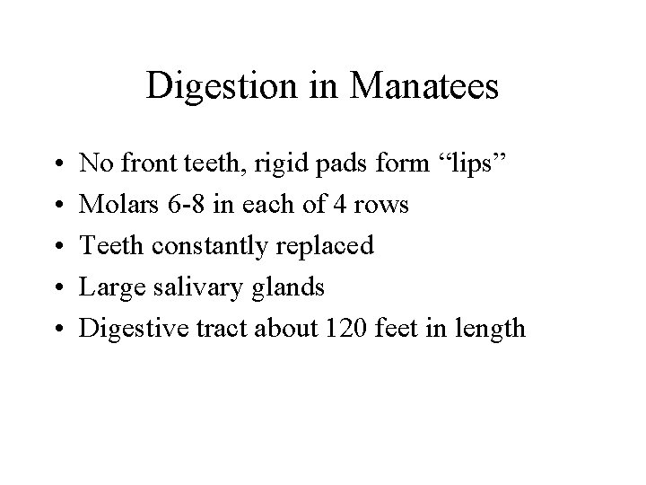 Digestion in Manatees • • • No front teeth, rigid pads form “lips” Molars