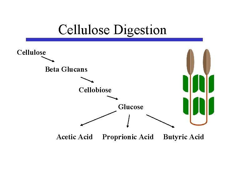 Cellulose Digestion Cellulose Beta Glucans Cellobiose Glucose Acetic Acid Proprionic Acid Butyric Acid 