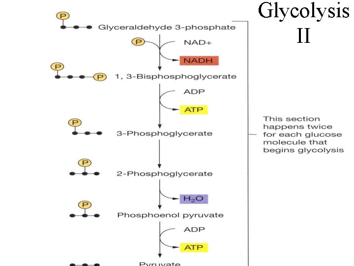Glycolysis II 