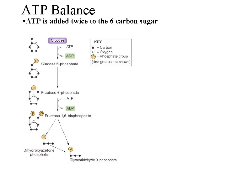 ATP Balance • ATP is added twice to the 6 carbon sugar 