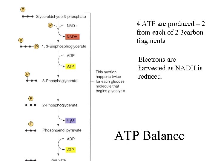 4 ATP are produced – 2 from each of 2 3 carbon fragments. Electrons