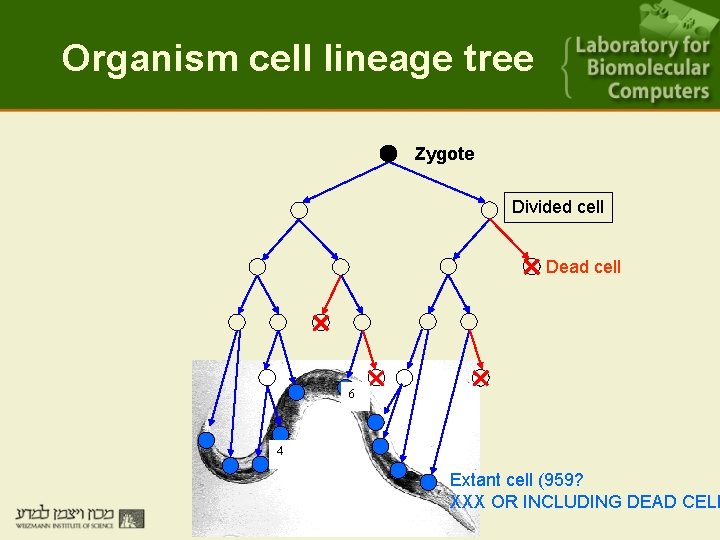 Genomic variability within an organism exposes its cell