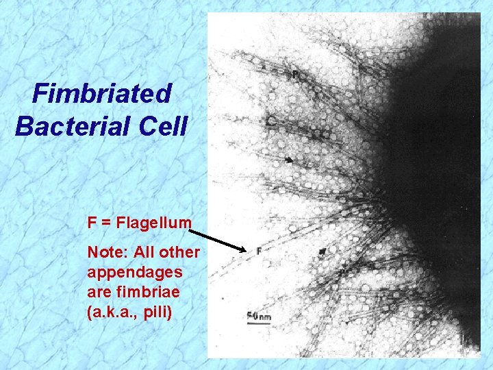 Fimbriated Bacterial Cell F = Flagellum Note: All other appendages are fimbriae (a. k.