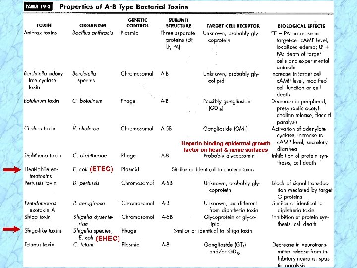 Heparin-binding epidermal growth factor on heart & nerve surfaces (ETEC) (EHEC) 