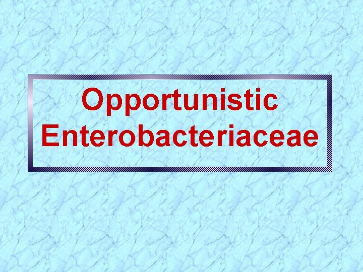 Opportunistic Enterobacteriaceae 
