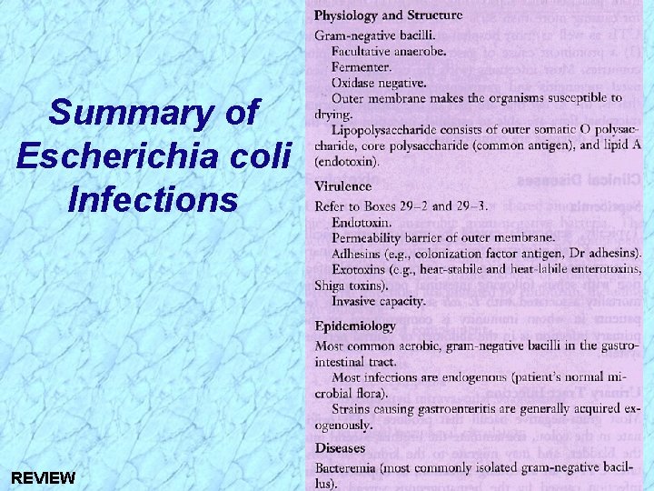 Summary of Escherichia coli Infections REVIEW 