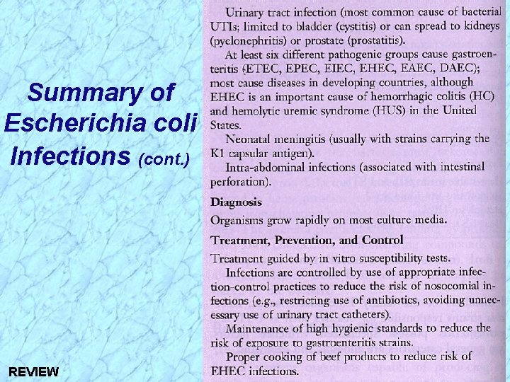 Summary of Escherichia coli Infections (cont. ) REVIEW 