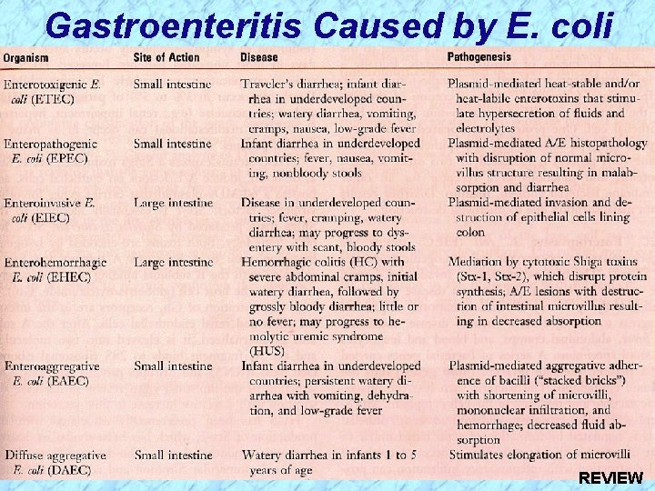 Gastroenteritis Caused by E. coli REVIEW 