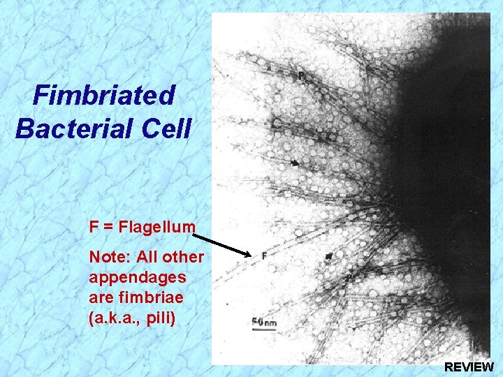 Fimbriated Bacterial Cell F = Flagellum Note: All other appendages are fimbriae (a. k.