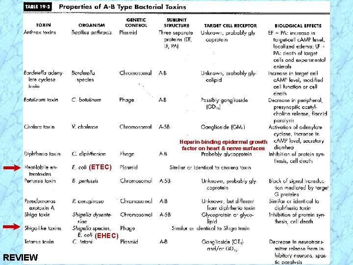 Heparin-binding epidermal growth factor on heart & nerve surfaces (ETEC) (EHEC) REVIEW 