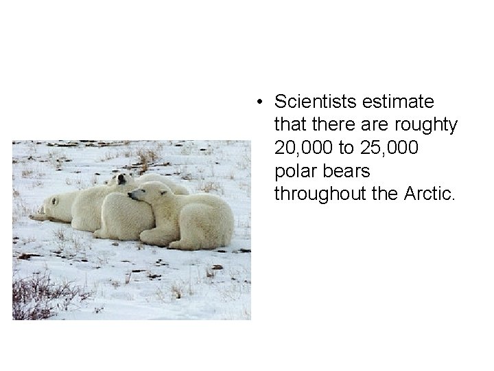  • Scientists estimate that there are roughty 20, 000 to 25, 000 polar