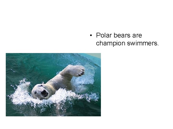  • Polar bears are champion swimmers. 