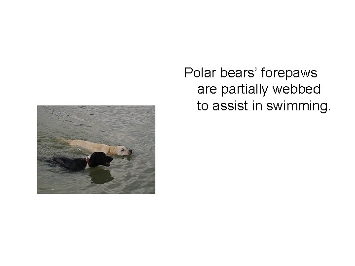 Polar bears’ forepaws are partially webbed to assist in swimming. 