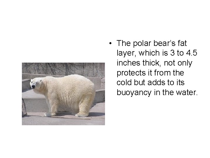  • The polar bear’s fat layer, which is 3 to 4. 5 inches