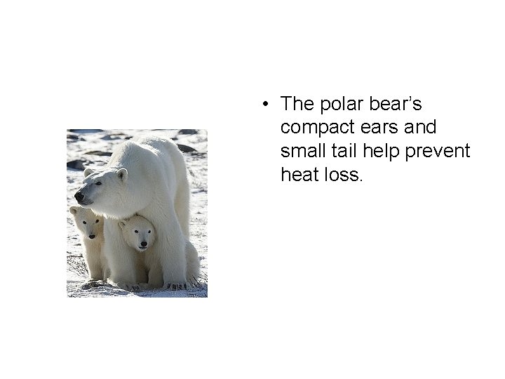  • The polar bear’s compact ears and small tail help prevent heat loss.