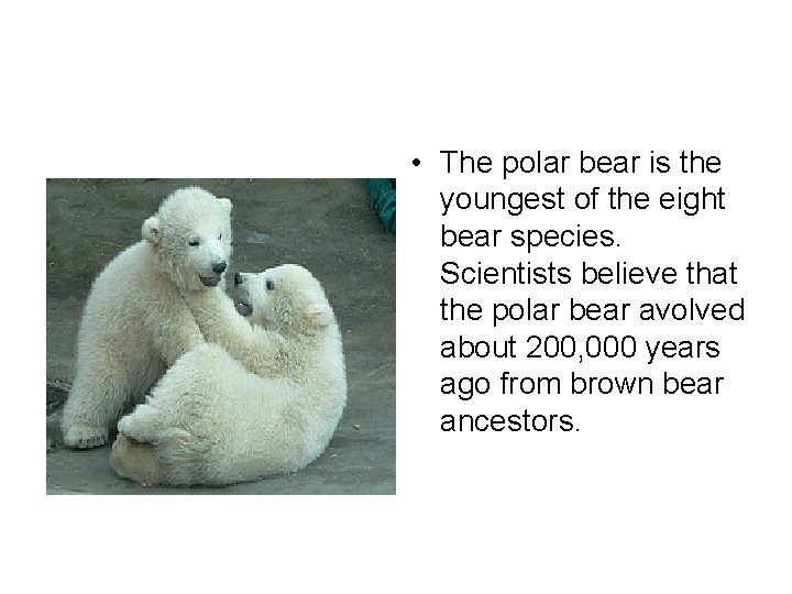  • The polar bear is the youngest of the eight bear species. Scientists