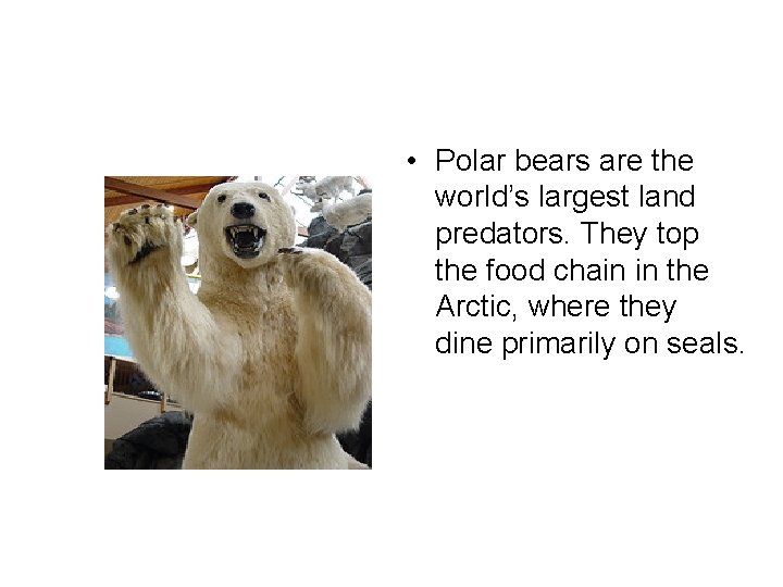  • Polar bears are the world’s largest land predators. They top the food
