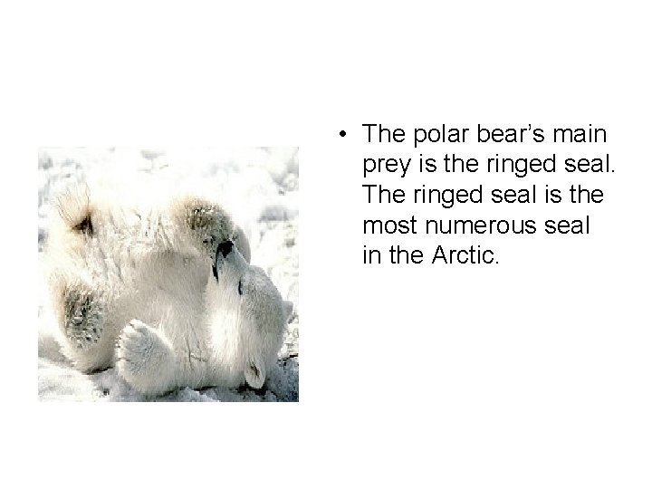  • The polar bear’s main prey is the ringed seal. The ringed seal