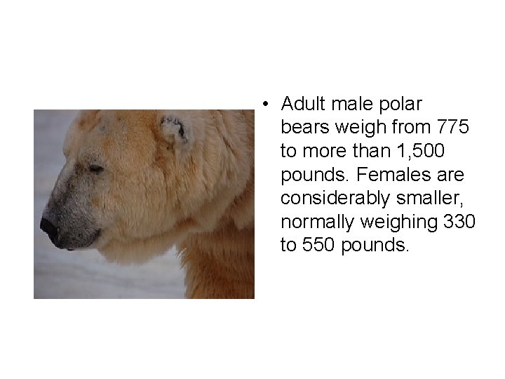 • Adult male polar bears weigh from 775 to more than 1, 500
