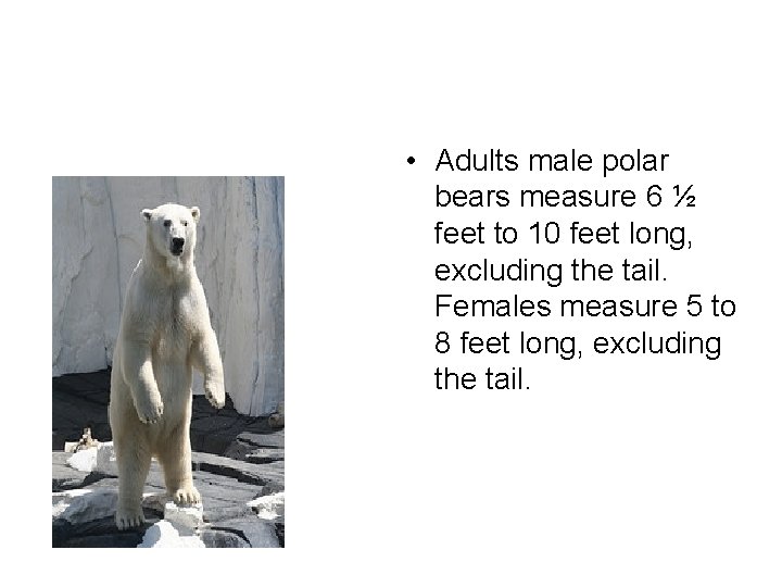  • Adults male polar bears measure 6 ½ feet to 10 feet long,