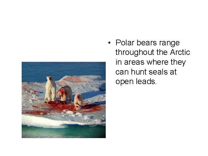  • Polar bears range throughout the Arctic in areas where they can hunt