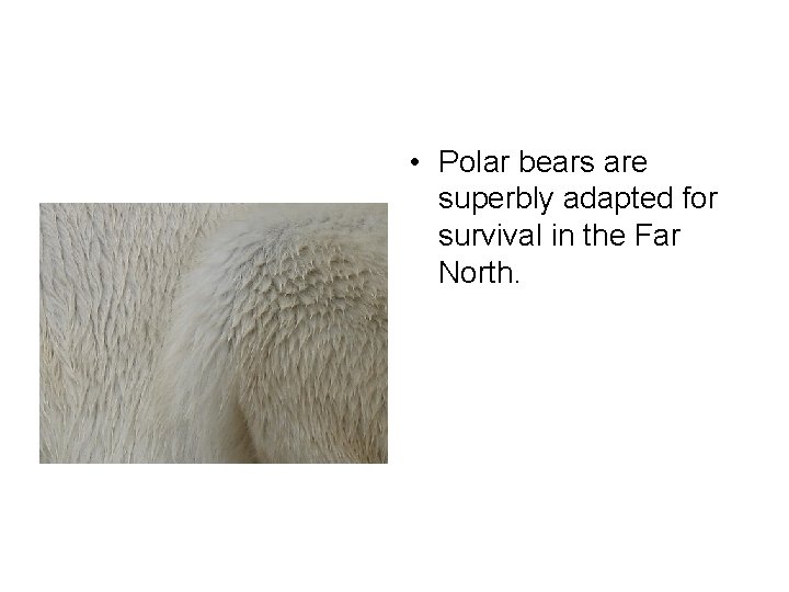  • Polar bears are superbly adapted for survival in the Far North. 