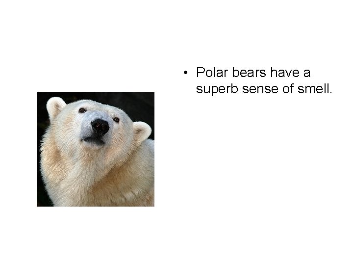  • Polar bears have a superb sense of smell. 