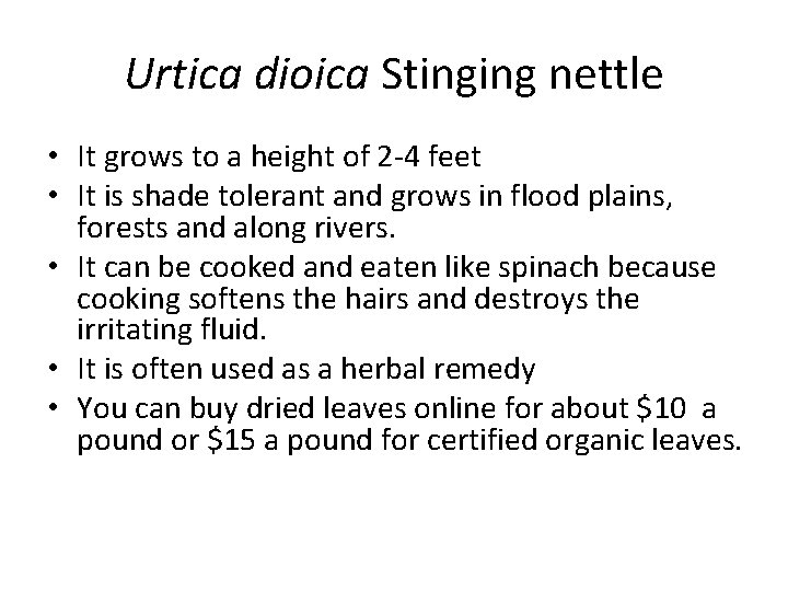Urtica dioica Stinging nettle • It grows to a height of 2 -4 feet