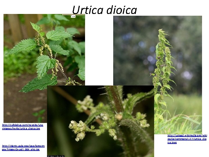Urtica dioica http: //zufglobus. com/newsite/Use r. Images/herbs/urtica_dioica. jpg http: //plants. usda. gov/java/large. Im age?