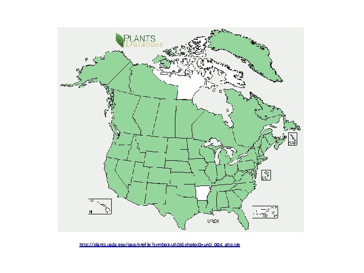 http: //plants. usda. gov/java/profile? symbol=URDI&photo. ID=urdi_004_ahp. jpg 