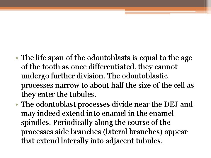 • The life span of the odontoblasts is equal to the age of