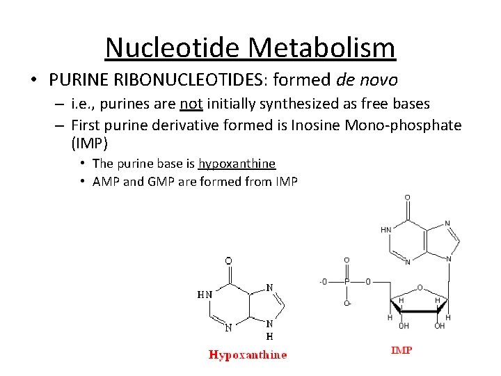 Nucleotide Metabolism • PURINE RIBONUCLEOTIDES: formed de novo – i. e. , purines are