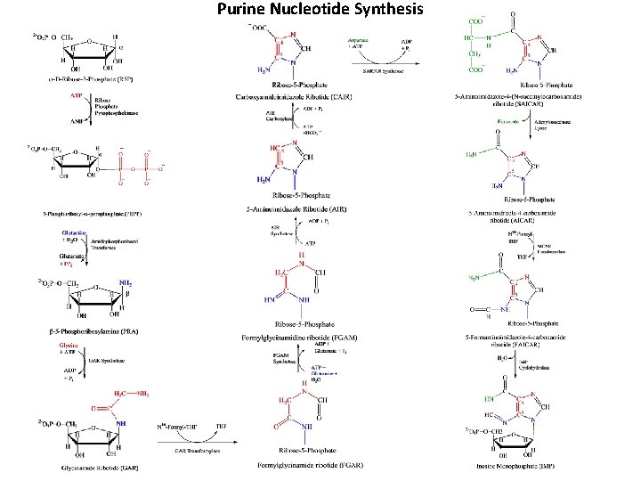 Purine Nucleotide Synthesis 