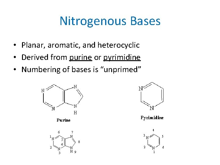 Nitrogenous Bases • Planar, aromatic, and heterocyclic • Derived from purine or pyrimidine •