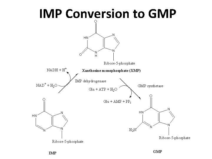 IMP Conversion to GMP 