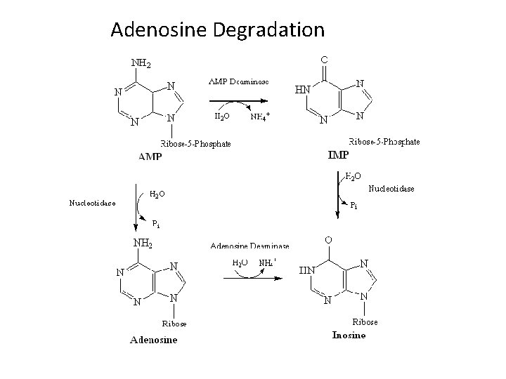Adenosine Degradation 