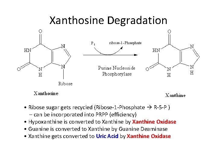 Xanthosine Degradation • Ribose sugar gets recycled (Ribose-1 -Phosphate R-5 -P ) – can