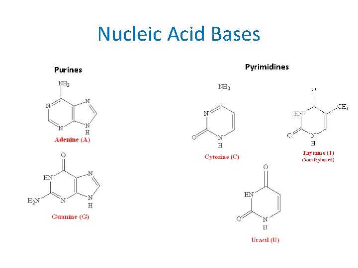 Nucleic Acid Bases Purines Pyrimidines 