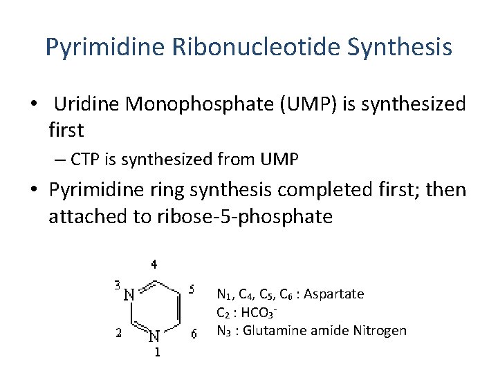 Pyrimidine Ribonucleotide Synthesis • Uridine Monophosphate (UMP) is synthesized first – CTP is synthesized