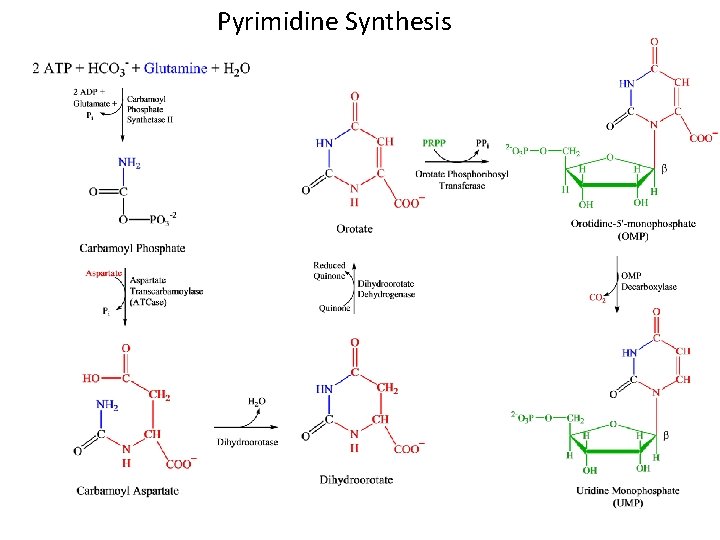 Pyrimidine Synthesis 