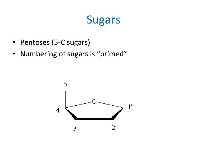 Sugars • Pentoses (5 -C sugars) • Numbering of sugars is “primed” 
