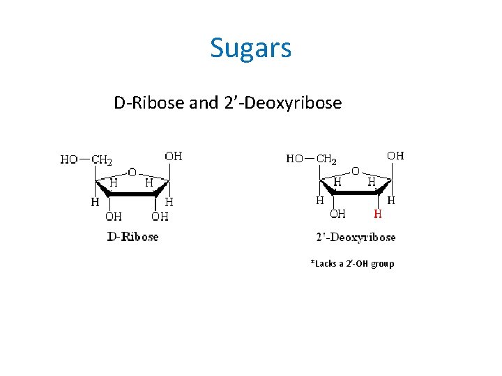 Sugars D-Ribose and 2’-Deoxyribose *Lacks a 2’-OH group 