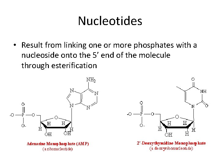 Nucleotides • Result from linking one or more phosphates with a nucleoside onto the