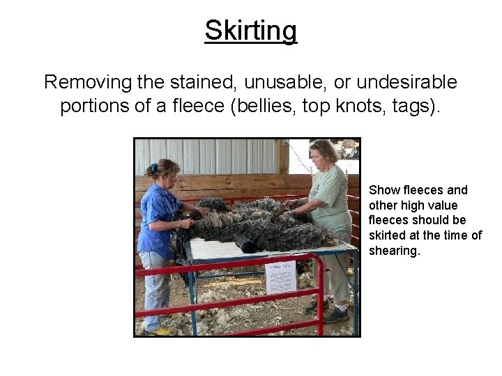 Skirting Removing the stained, unusable, or undesirable portions of a fleece (bellies, top knots,