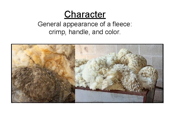 Character General appearance of a fleece: crimp, handle, and color. 