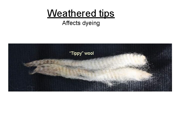 Weathered tips Affects dyeing “Tippy” wool 